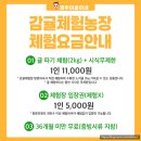 과반농장 | 제주 귤따기체험 무제한 시식 아꼼이네 아이랑 가볼만한 곳