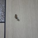 복원천국안