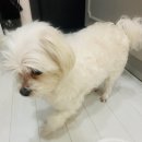 콩몽이네 | 파주강아지유치원 만족스러운 콩몽이네!