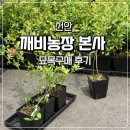 깨비농장 | 깨비농장 천안본사 블루베리 성목부터 묘목까지 직접 보고 배우는 곳