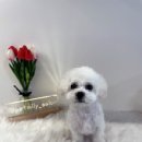 펫밀리쌀롱 이미지