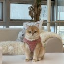 리치플러스 하남센터(1F) | 하남 원데이 클래스 가능한 고양이카페 701아를