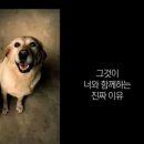 개와고양이 이미지