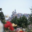 장미꽃사이로 이미지