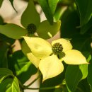 산딸나무(Dogwood)와 꽃산딸나무 이미지