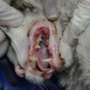 전동물병원 이미지