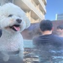 심바는 크리스마스 | 아이랑 강릉여행 숙소 고민 끝! 세인트존스 리얼후기(강아지도 다녀옴..)