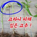 고추 농사 장마기 필수 비료 효소농법 사용 후기 <고라니/냉해/서리 극복>