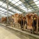 강원대학교 동물생명과학대학 부속목장 이미지