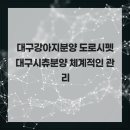 대구강아지분양 도로시펫 | 대구강아지분양 도로시펫 대구시츄분양 체계적인 관리