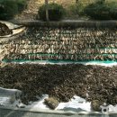 함양토종약초시장 이미지