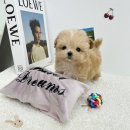 요기독 강아지분양 고양이분양 수원본점 이미지