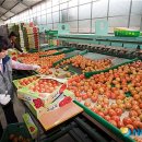 춘천농협 산지유통센터 이미지