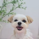 가람애견전문미용실 이미지