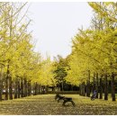 은행나무길 이미지