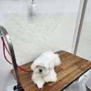 체인지펫미용 | 대전 반석동 애견미 체인지펫미용 에서 예쁘게 미용 받았어요