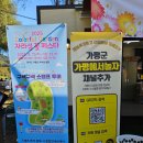 가평 꽃축제 2025 자라섬 꽃 페스타 기본정보 입장료 바로마켓 후기