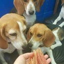 어나독키친 | 어나독키친 당첨후기