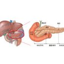 ====췌장 ,췌장암 의 증세, 식품요법 24 이미지