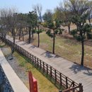 광양 배알도수변공원, 창녕 남지낙동강유채단지 이미지