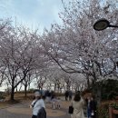 온숲어린이집 | 김해 황토길 숨은 벚꽃 명소 분성산 생태숲 데이트 후기