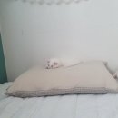 노룬산동물병원 이미지