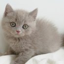 My Love Cat(마이러브캣) 네이버블로그