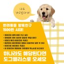 도그 팰리스 이미지