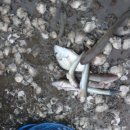 장구너머 박정아 이미지