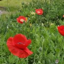 늘,예쁜개 이미지