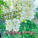 향기좋은날