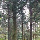 한라산둘레길 사려니숲길 이미지