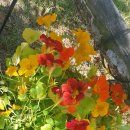 목향 한정식 이미지