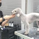 올 도그 그루밍(All DOG GROOMING) 이미지