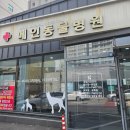 헬로동물병원 | 오창 메인 동물병원 추천 암컷 고양이 중성화 수술 준비 회복 과정
