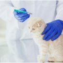 그레이스 고양이 병원 이미지