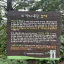 원대리 자작나무숲 | 강원도 인제 가을여행 가볼만한곳 원대리 자작나무숲 방문 후기