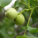 호두나무 이미지