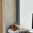 카라반캠핑장앞 4가 2 | 제주도 숙소 추천 카라반 캠핑장 '어라운드폴리' 에어스트림27ft, 캐빈 A 숙박 후기