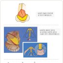 [코성형비용/코성형수술]남자 코성형 이미지