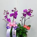꽃동산꽃집