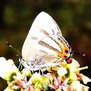 6.19 곤충강 _ 나비목4 (영어 이름 Moths, Butterflies) 이미지