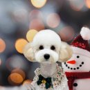 그루멍실 이미지