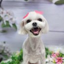 알콩이네 이미지