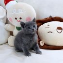 분당고양이분양 나비캣 | 압구정고양이분양 후기 완전 솔직! 묘연 찾은 썰 푼다