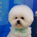 개님은 털빨 이미지