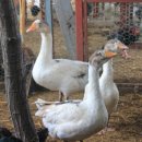 태승농장 이미지