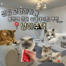 GS25 신림정문점 | 신림 고양이카페 냥이주택 깨끗하고 편안한 고양이카페 봉천역 실내데이트 추천