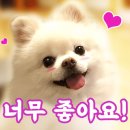 모모애견미용실 이미지