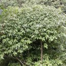 비양도의 비양나무자생지 이미지